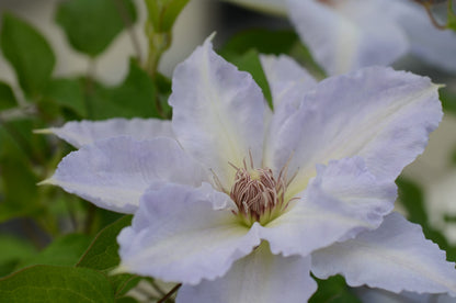 Clematis 'Tranquilite'