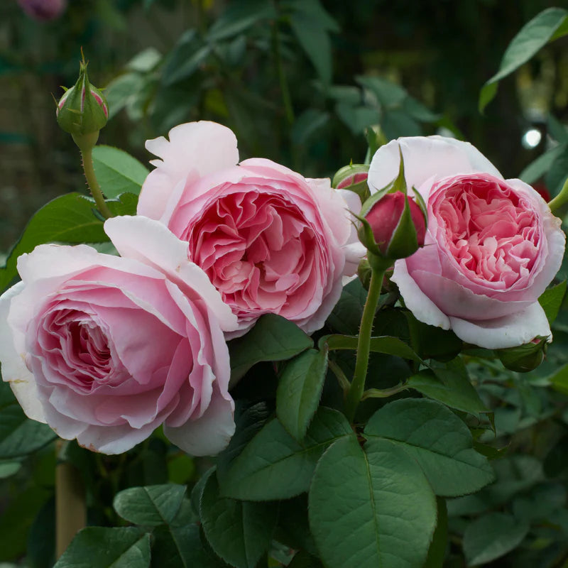 Rose - Scentuous - Floribunda