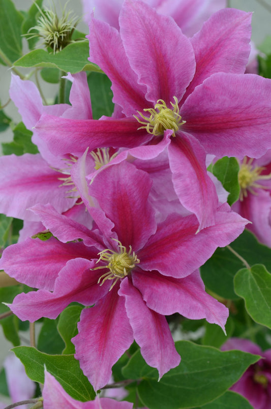 Clematis Flowering Vine - Vicki