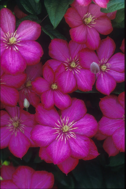 Clematis 'Ville De Lyon'