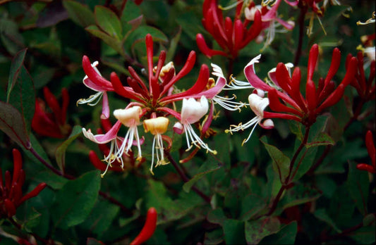 Honeysuckle - Serotina