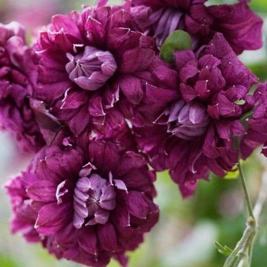 Clematis 'Viticella Purpurea Plena Elegans'