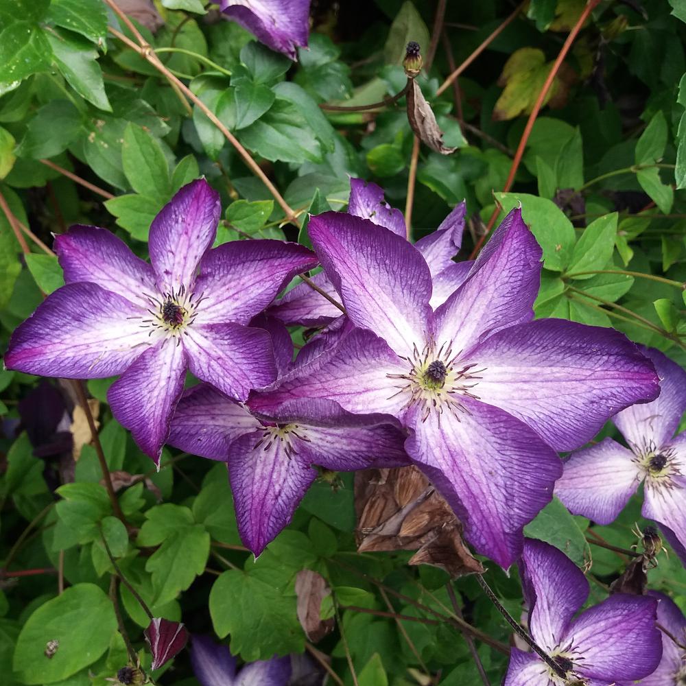 Clematis 'Viticella Venosa Violacea'