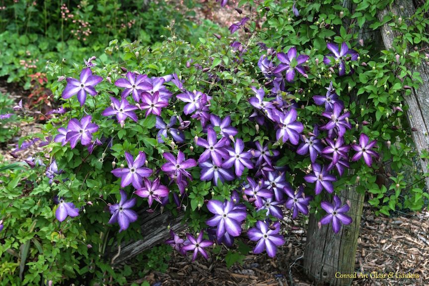 Clematis 'Viticella Venosa Violacea'