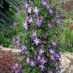 Clematis 'Viticella Venosa Violacea'