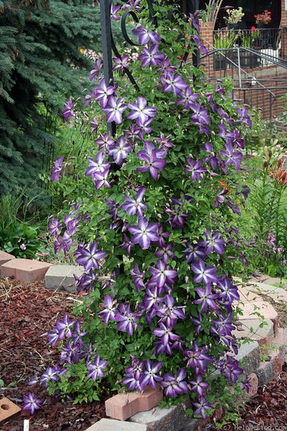 Clematis 'Viticella Venosa Violacea'