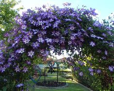 Clematis 'Viticella Venosa Violacea'