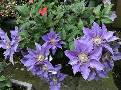 Clematis 'Bijou' - NonVining Groundcover - Clumping