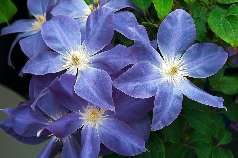 Clematis 'Dianas Delight'