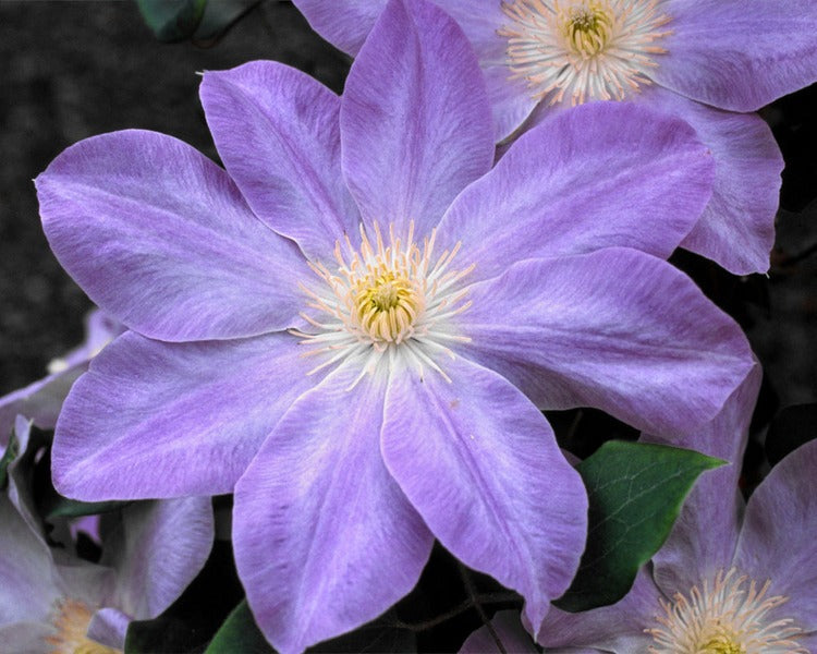 Clematis 'Dianas Delight'