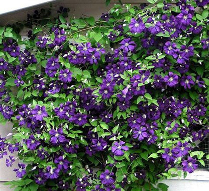 Clematis 'Jackmanii'