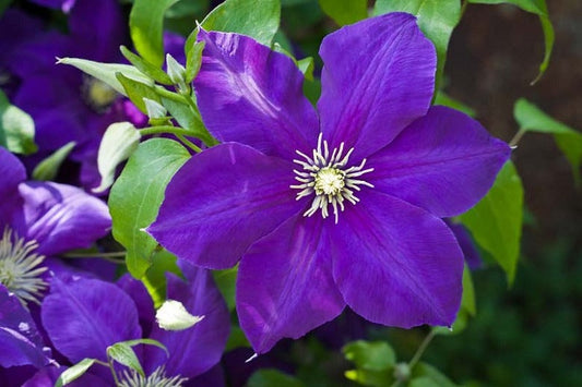 Clematis 'Jackmanii'