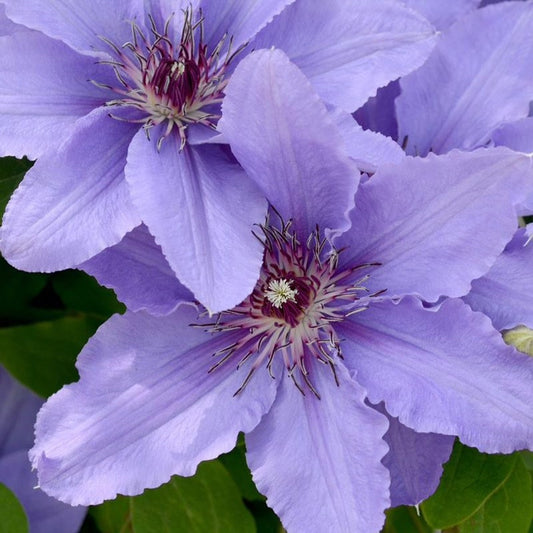 Clematis 'Parisienne'