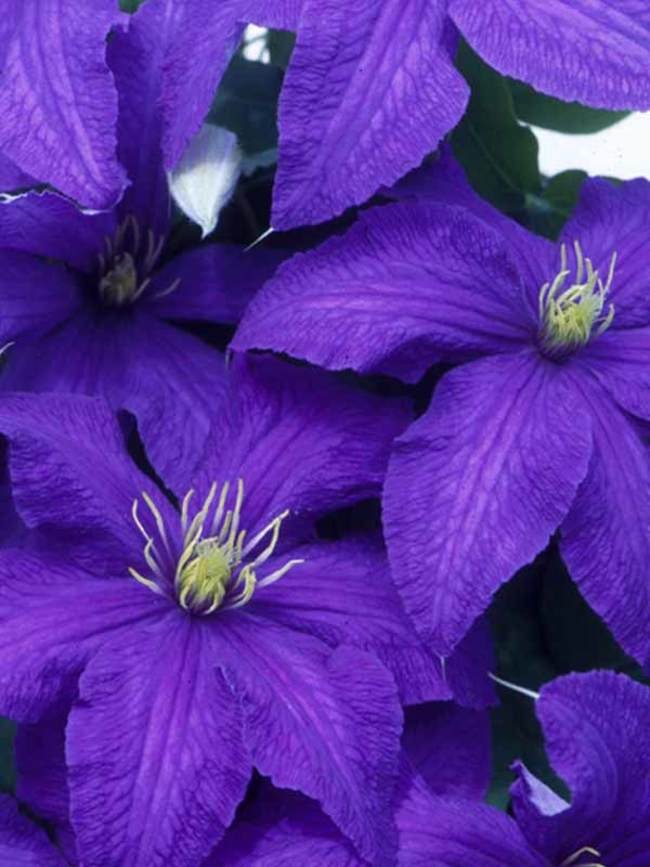 Clematis 'Rhapsody'