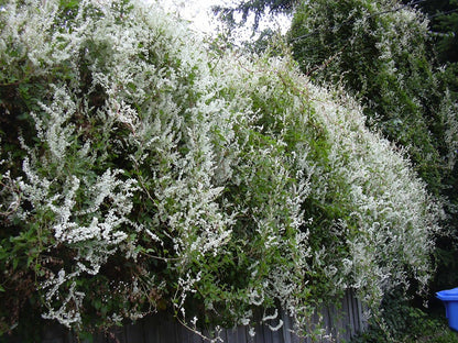 Fragrant Silver Lace Vine - Fast growing Autumn Blooming - Drought Tolerant