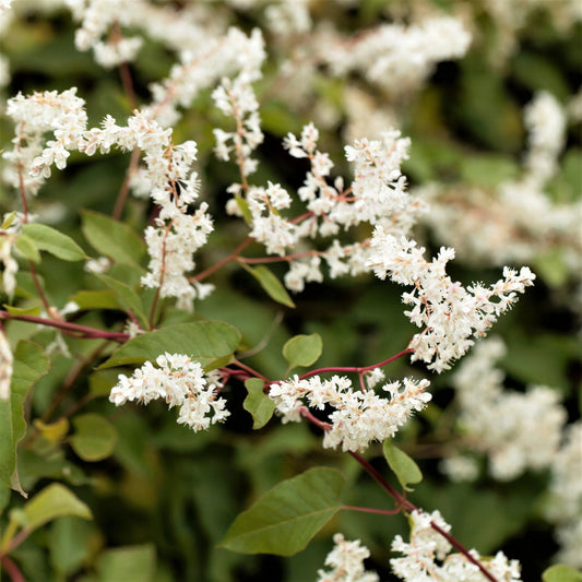 Fragrant Silver Lace Vine - Fast growing Autumn Blooming - Drought Tolerant