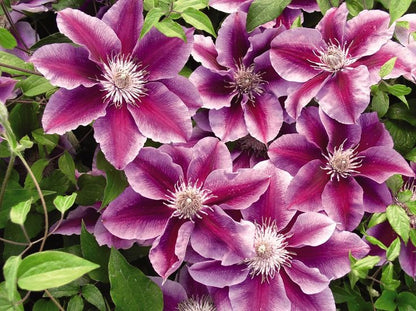 Clematis 'Kilian Donahue'