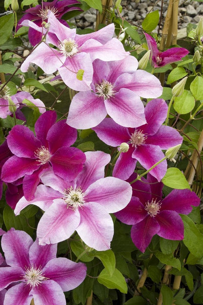 Clematis 'Kilian Donahue'