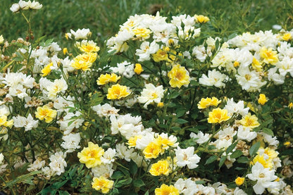 Rose - Groundcover - Lemon Drift