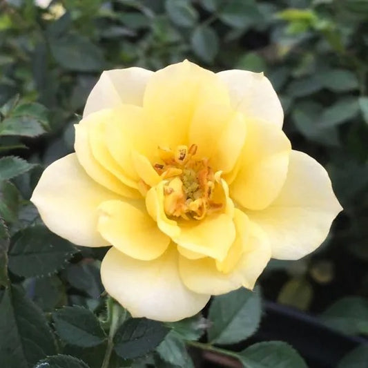 Rose - Groundcover - Lemon Drift