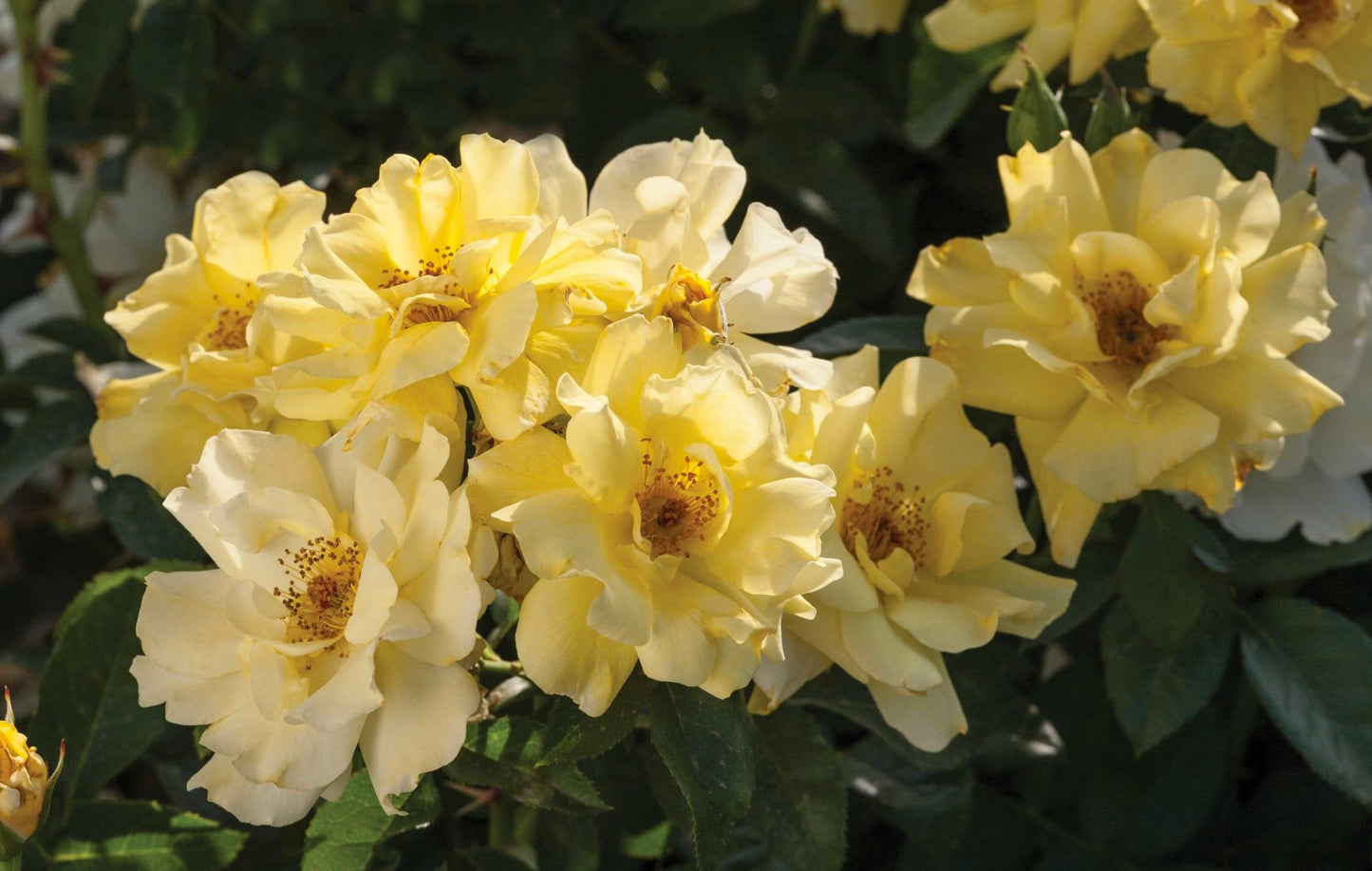 Rose - Groundcover - Lemon Drift