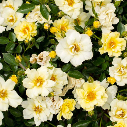 Rose - Groundcover - Lemon Drift