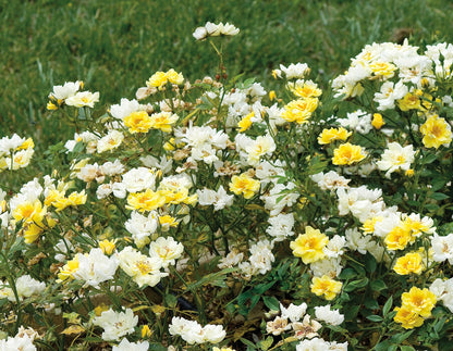 Rose - Groundcover - Lemon Drift