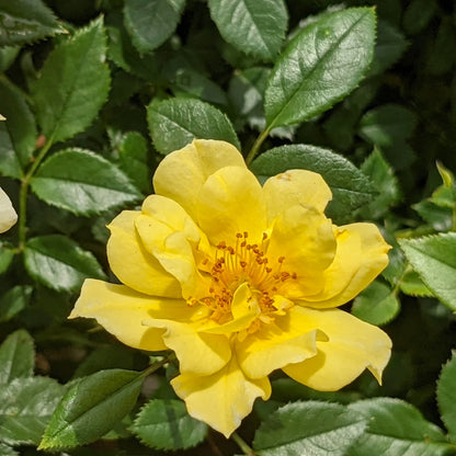 Rose - Groundcover - Lemon Drift