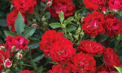 Rose - Groundcover - Red Drift