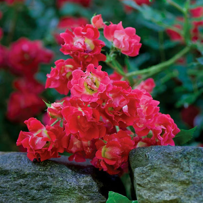 Rose - Groundcover - Red Drift