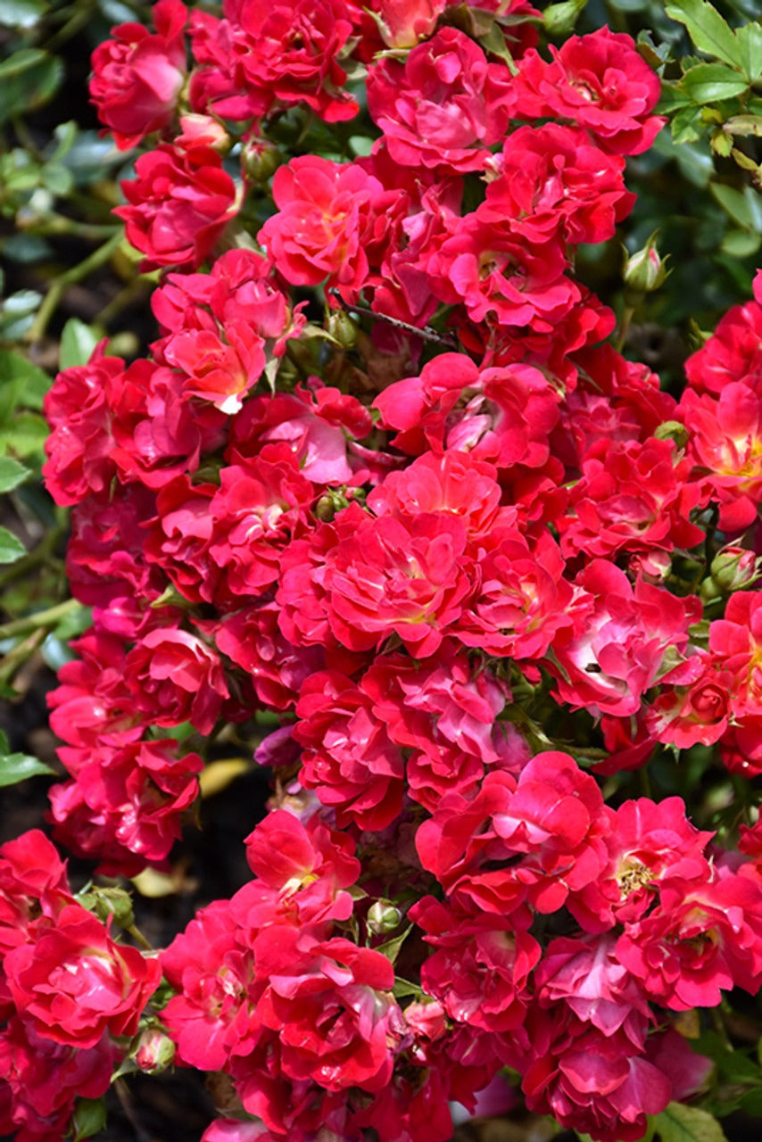 Rose - Groundcover - Red Drift