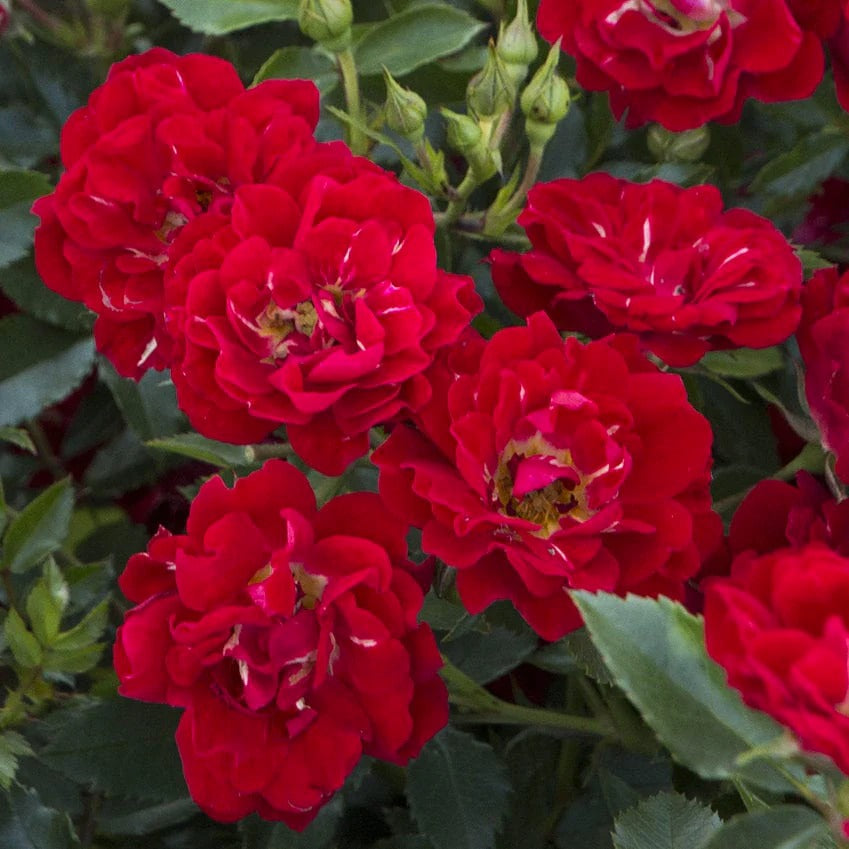 Rose - Groundcover - Red Drift