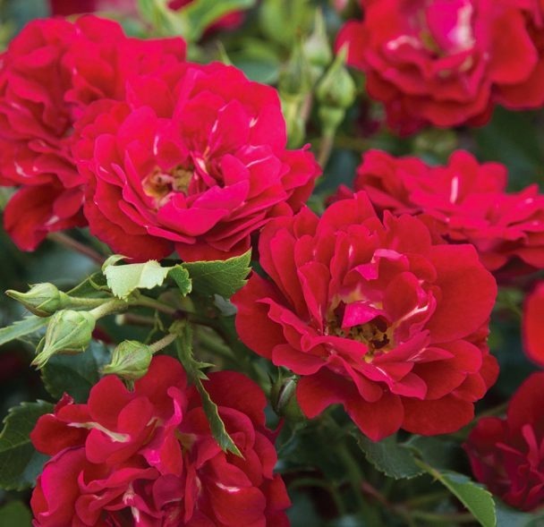 Rose - Groundcover - Red Drift