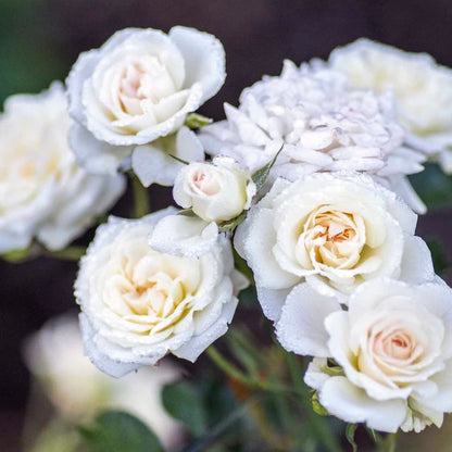 Rose - Groundcover - White Drift