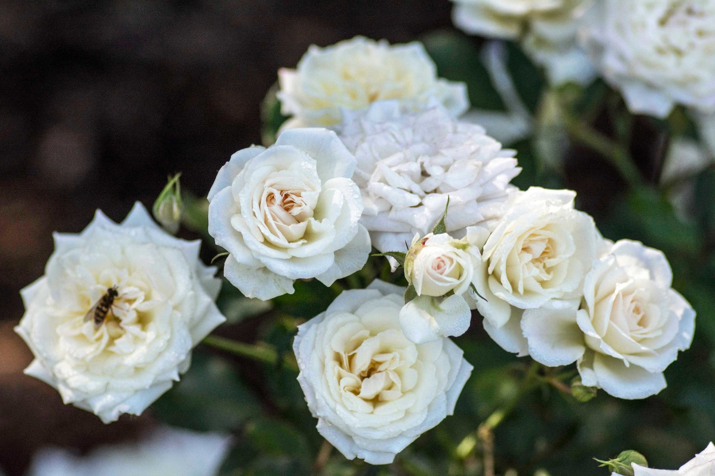 Rose - Groundcover - White Drift