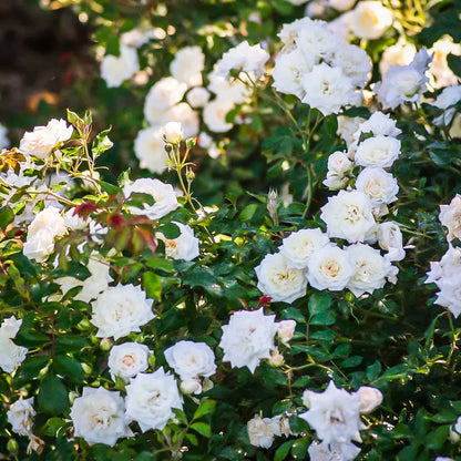 Rose - Groundcover - White Drift