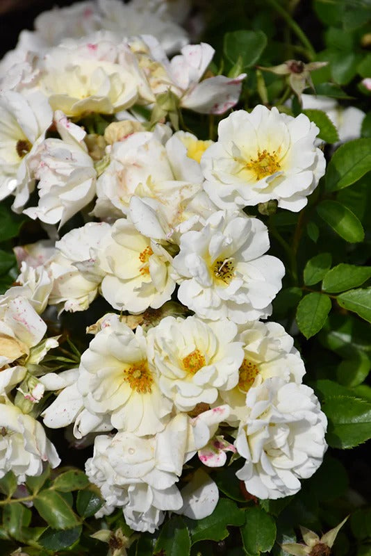 Rose - Groundcover - White Drift