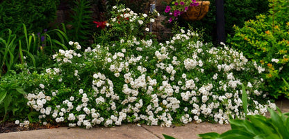 Rose - Groundcover - White Drift