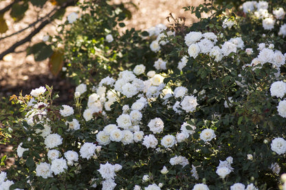 Rose - Groundcover - White Drift