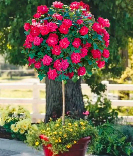 Rose Tree - Double Knockout - Red