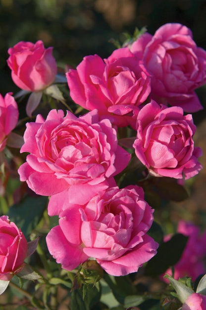 Rose Tree - Double Knockout - Pink