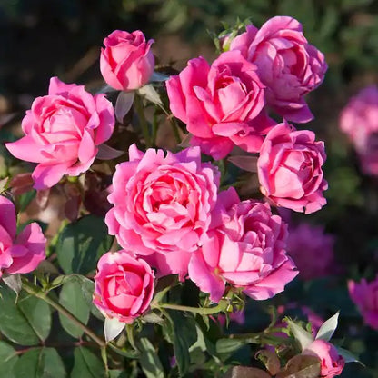 Rose - Double Knockout - Pink