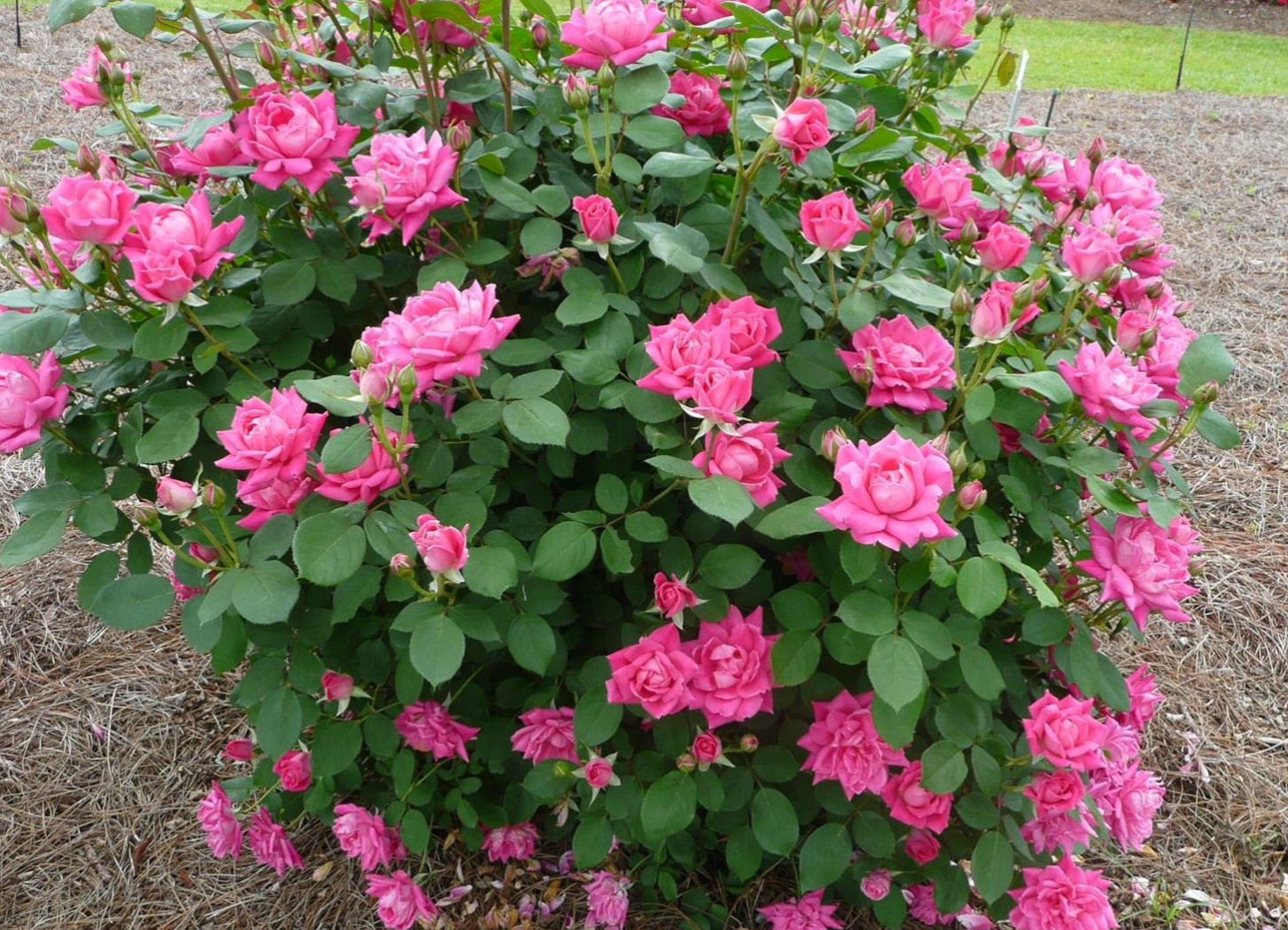 Rose - Double Knockout - Pink