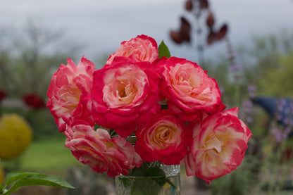 Rose - White Lies - Floribunda