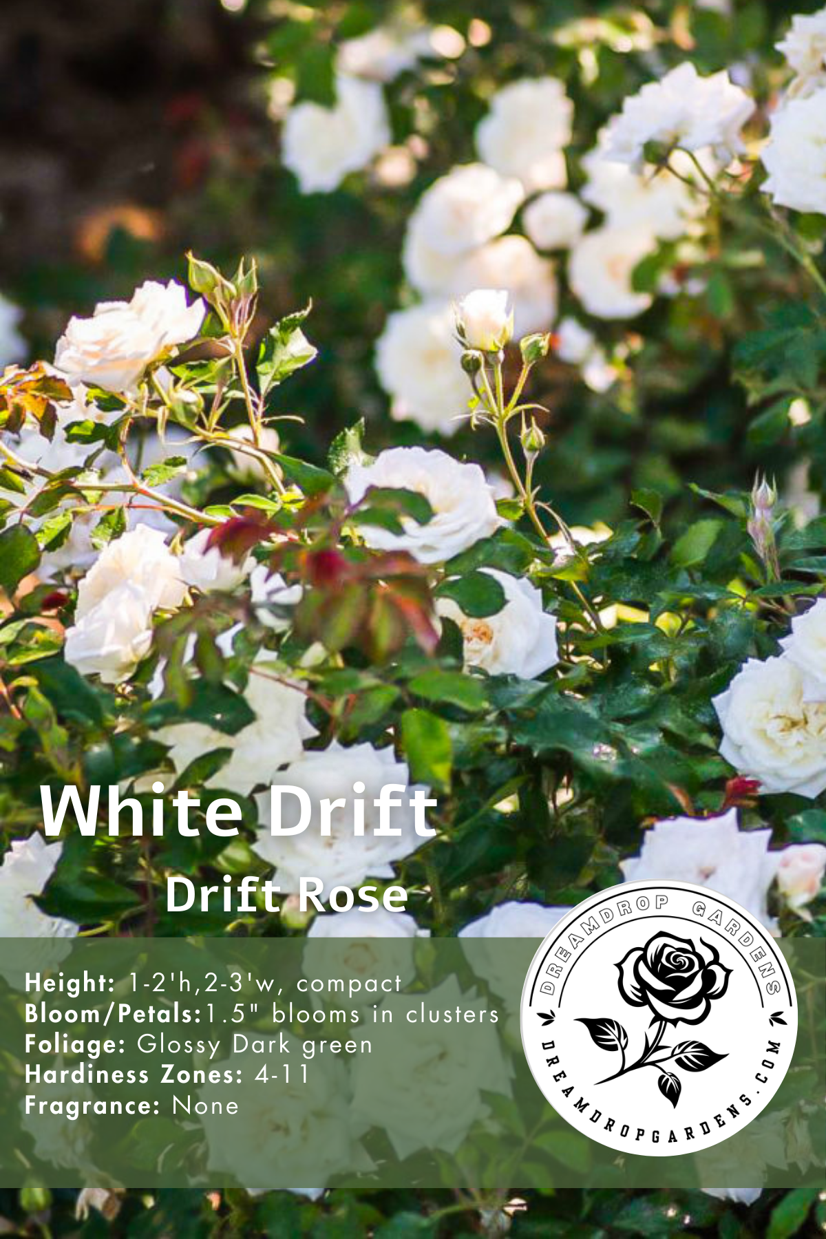 Rose - Groundcover - White Drift