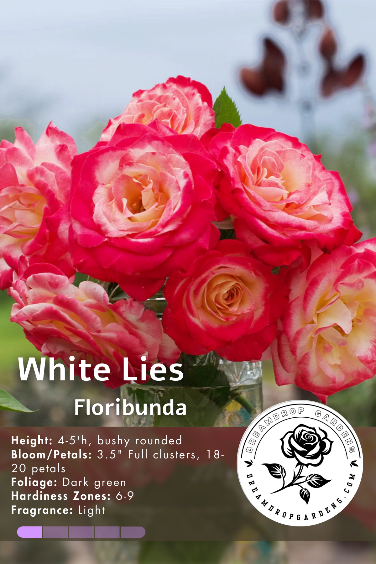 Rose - White Lies - Floribunda