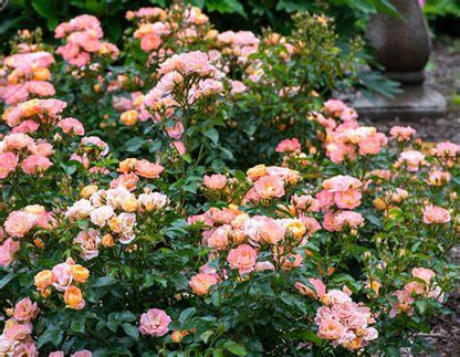 Rose - Groundcover - Apricot Drift