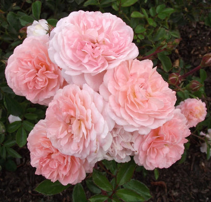 Rose - Groundcover - Apricot Drift