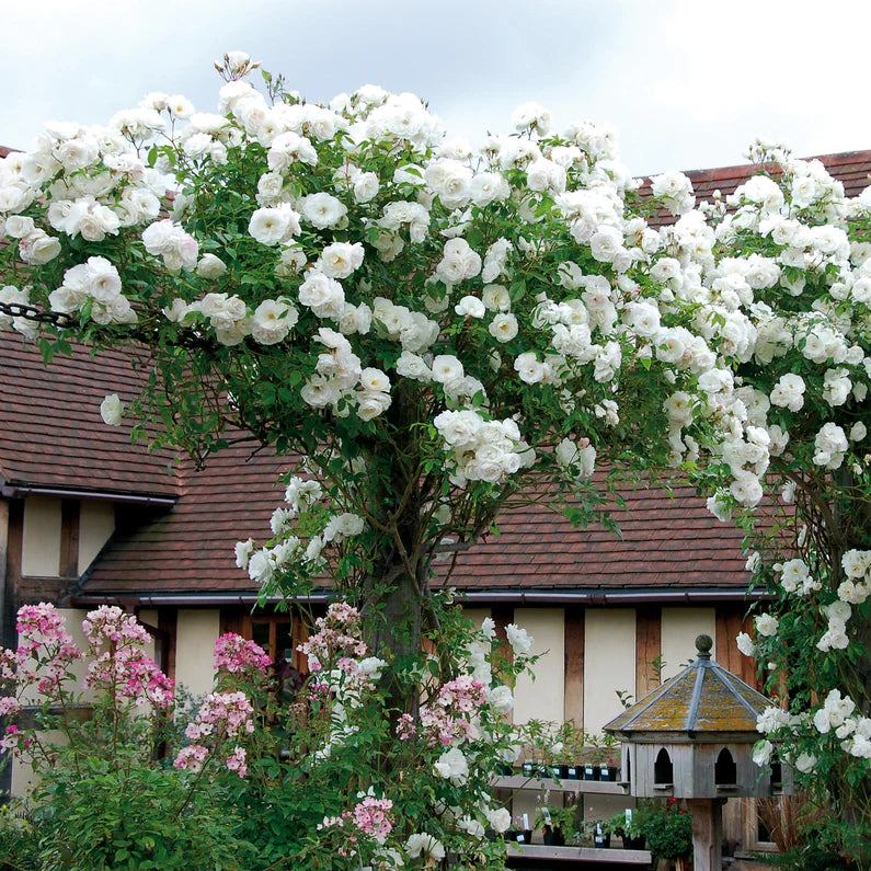 Rose Patio Tree - Iceberg - DavidAustin