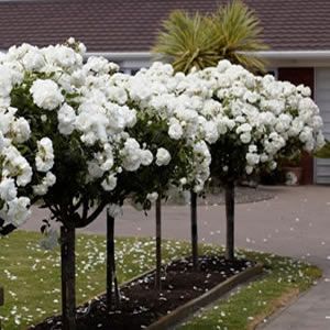 Rose Patio Tree - Iceberg - DavidAustin